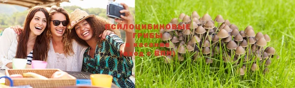 ГАЛЛЮЦИНОГЕННЫЕ ГРИБЫ Осинники